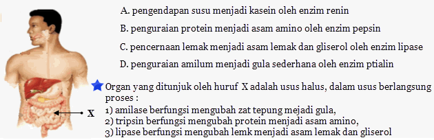 Enzim Yang Dihasilkan Oleh Pankreas Adalah